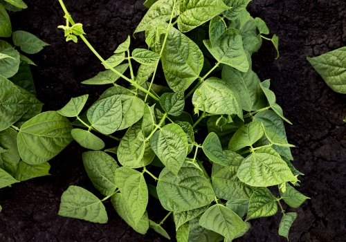 Phyto Pro