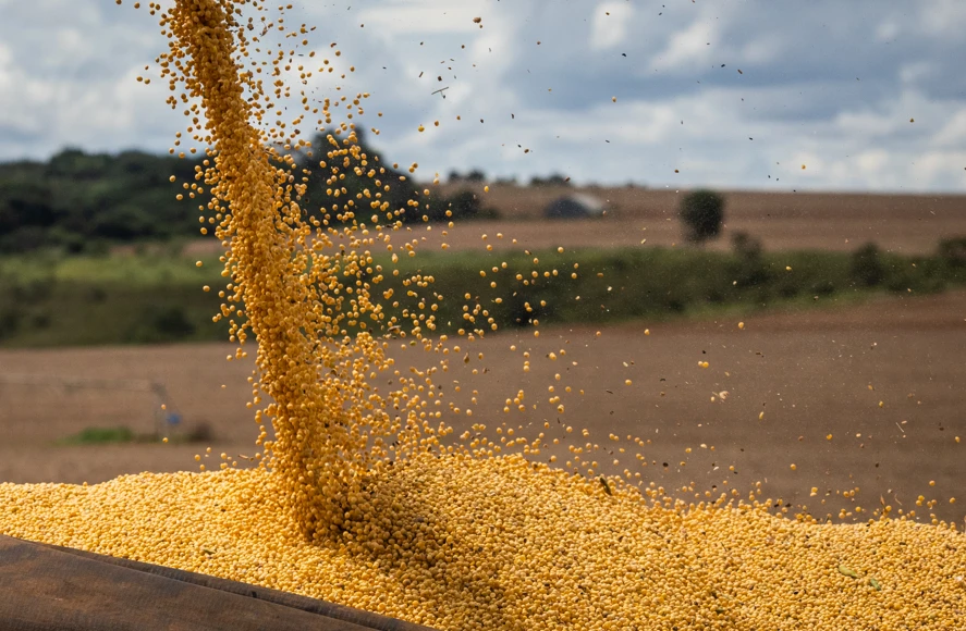 Pirataria de sementes de soja causa perdas de R$ 10bi ao ano