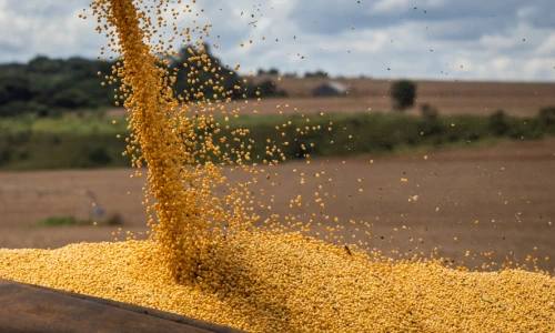 Pirataria de sementes de soja causa perdas de R$ 10bi ao ano