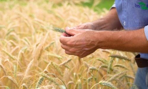 Triticale BRS Zênite é alternativa para a safra de inverno