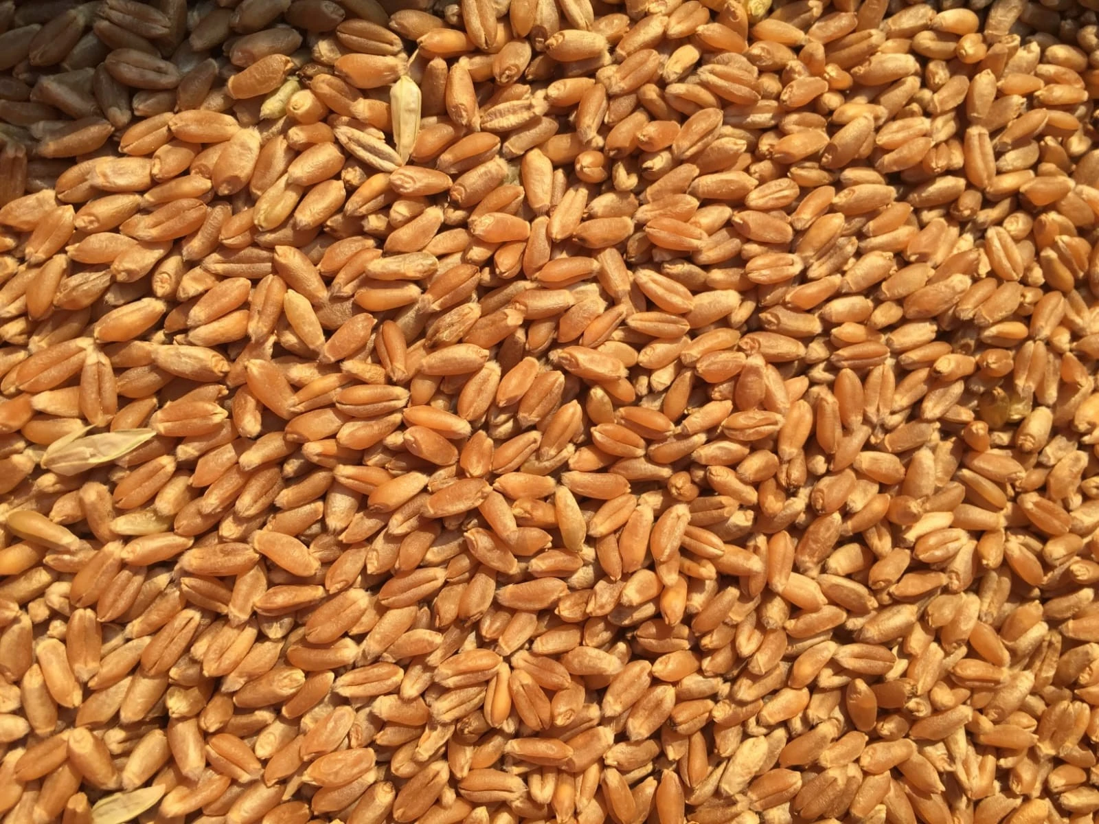 Semente certificada é aliada para safra de inverno