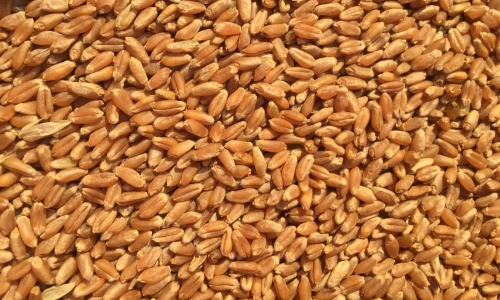 Semente certificada é aliada para safra de inverno