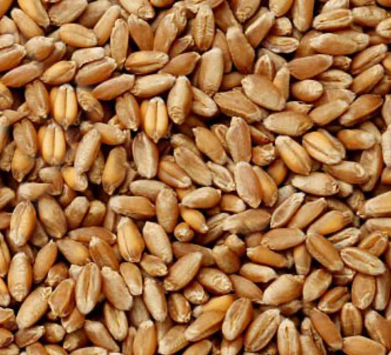 Trigo e triticale