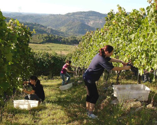 Vale dos Vinhedos