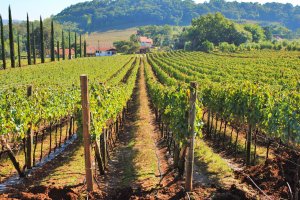Vale dos Vinhedos