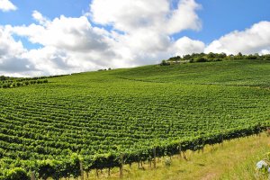 Vale dos Vinhedos
