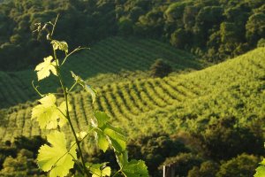 Vale dos Vinhedos