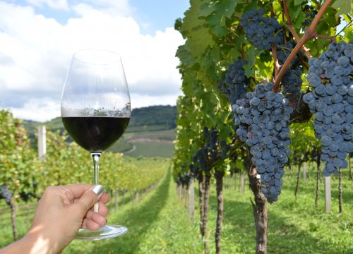 Vale dos Vinhedos