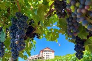Associação dos Produtores de Vinhos Finos do Vale dos Vinhedos