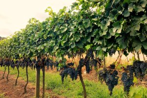 Associação dos Produtores de Vinhos Finos do Vale dos Vinhedos