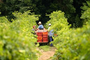 Associação dos Produtores de Vinhos Finos do Vale dos Vinhedos