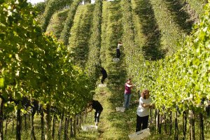 Associação dos Produtores de Vinhos Finos do Vale dos Vinhedos