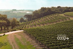 Cooperativa Vinícola Aurora