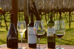 Lovara Vinhas & Vinhos