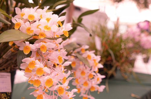 Festival da Primavera