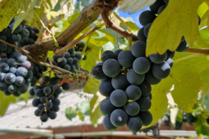 Organovita
